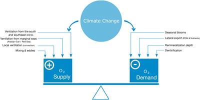 Differences in recent and future trends in the Arabian Sea oxygen minimum zone: processes and uncertainties